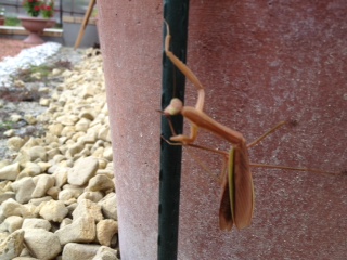 20120923133520___.JPG
